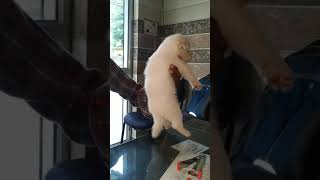 8650006680 Dog Roorkee uttarakhand customer feedback video Pomeranian puppy active and playful