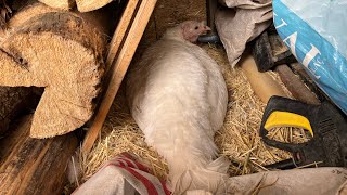 Beyaz Hindi Kuluçkaya Yattı Salma Papağan Kafesi Öy