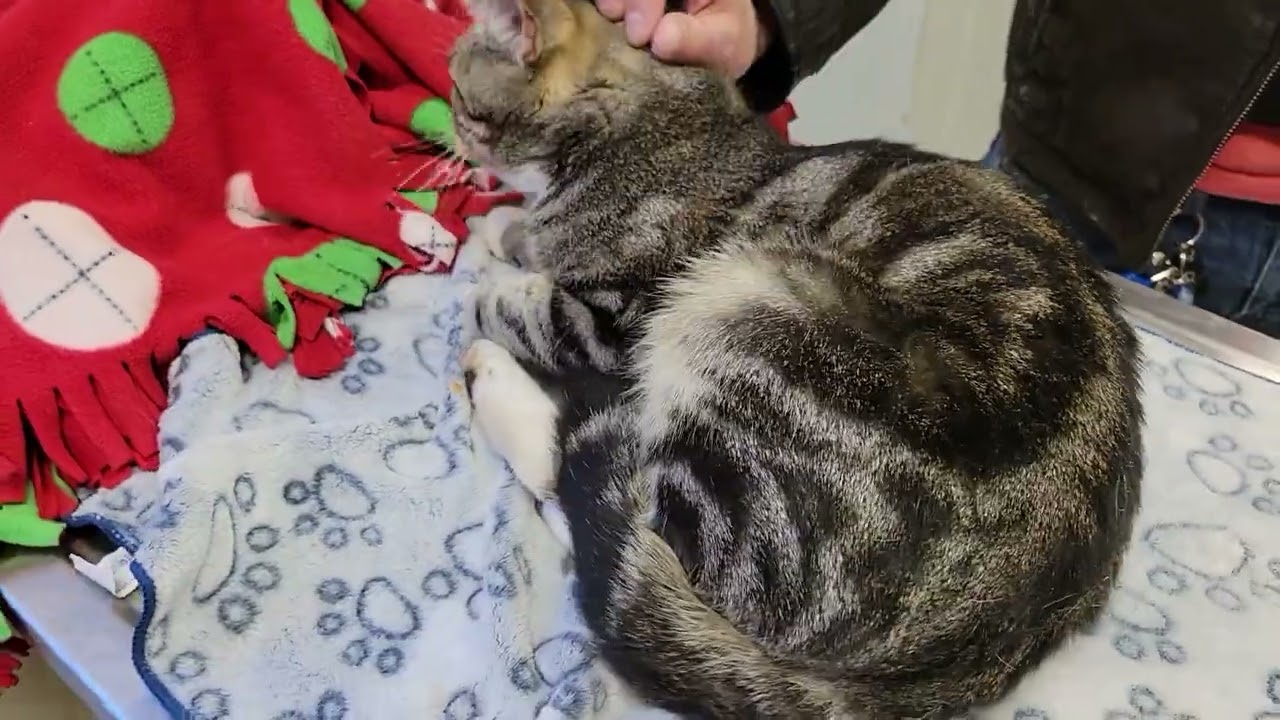 Stray cat starvin Marvin at the vet with abcess wound near tail December 1st 2022