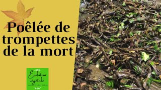 Poêlée de trompettes de la mort