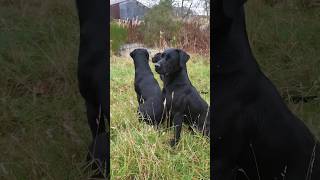 Mad Max on high alert! Picking up on a driven pheasant shoot #labrador #gundogtraining #gundog #lab