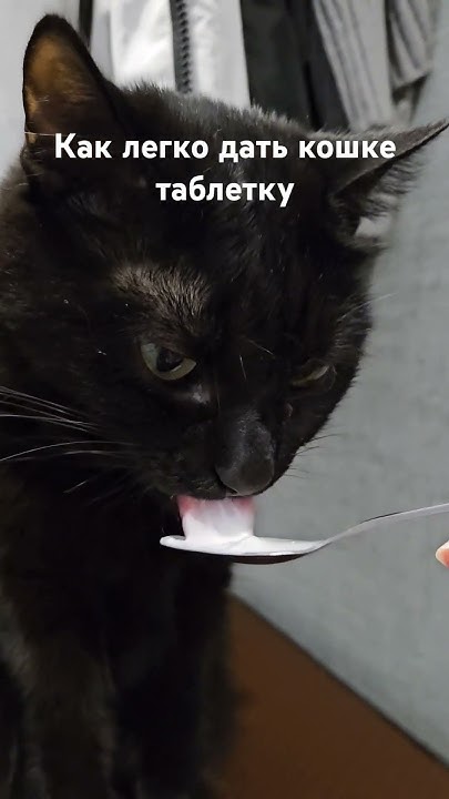 Лёгкий способ дать таблетку кошке - YouTube