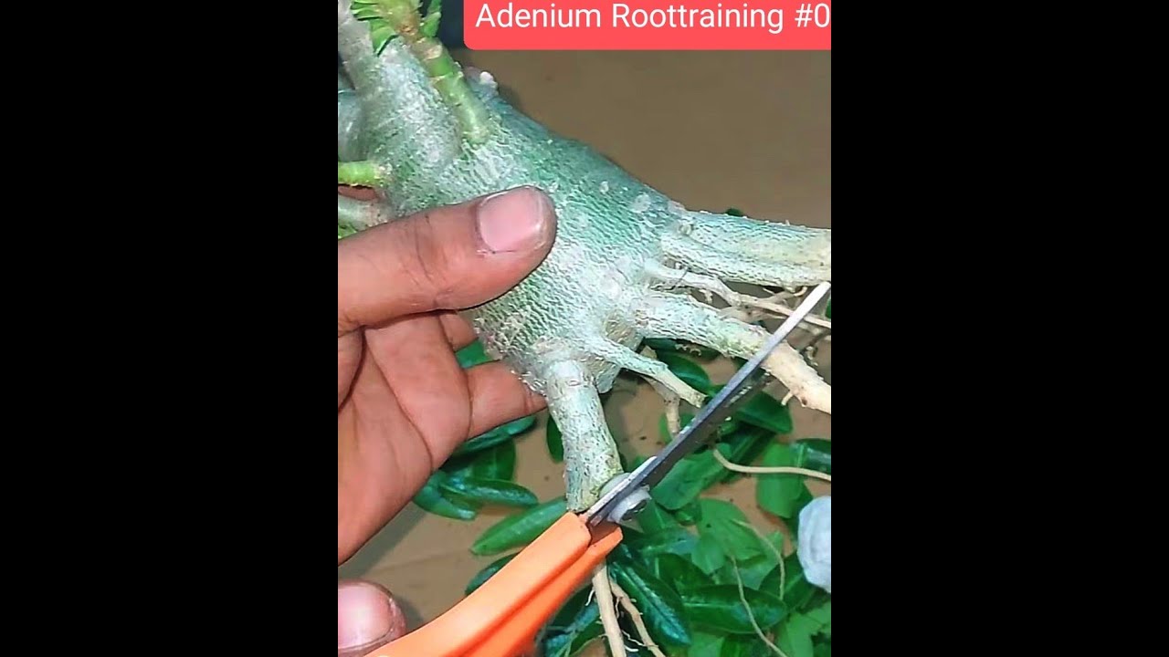Adenium Radial Root Making | Fazendo a Rota Radial das Rosas do Deserto ...