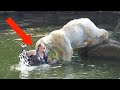 When Polar Bears Attack