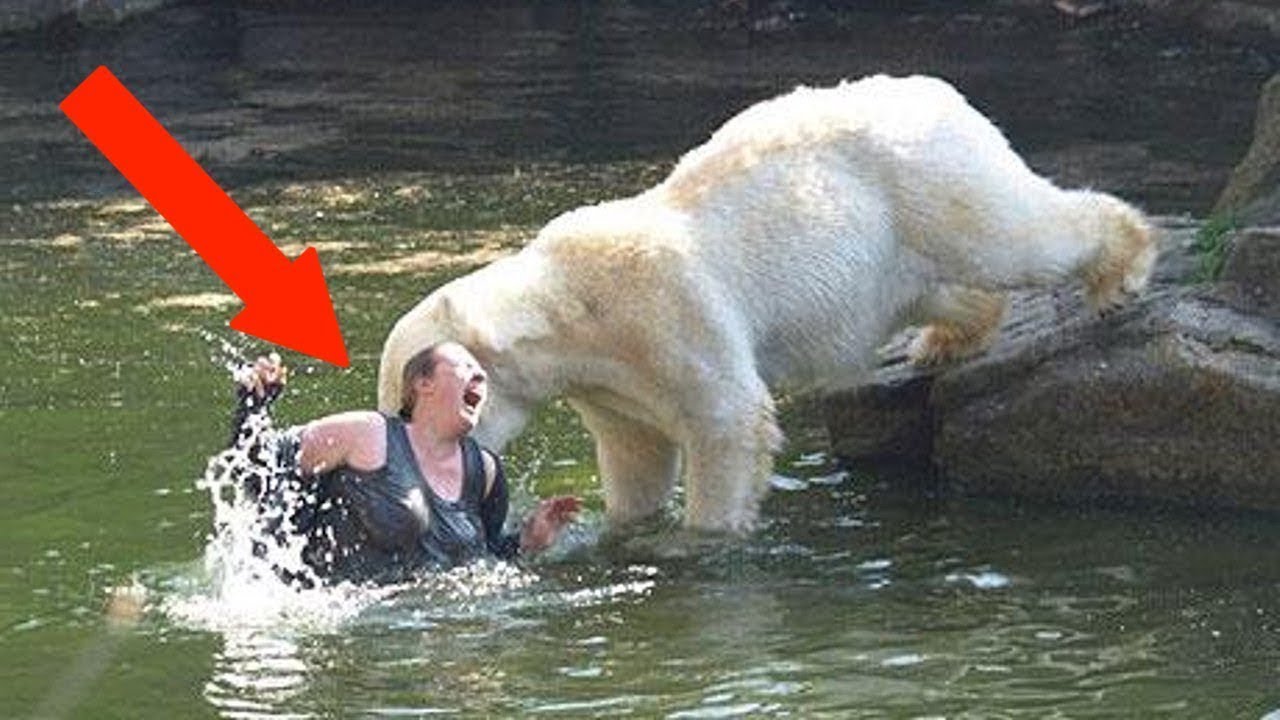 When Polar Bears Attack