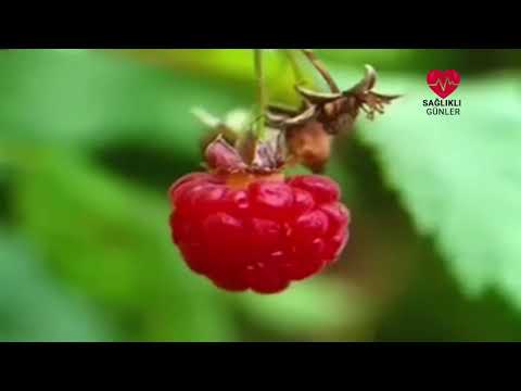 Video: Ahududu - Rubus Idaeus - Kültürün özellikleri Ve Iyileştirici özellikleri - Ahududu Cenneti - 1