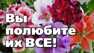 видео: РАЗНОВИДНОСТИ ПЕЛАРГОНИИ. ПОДГОТОВКА К ЗИМЕ картинка: РАЗНОВИДНОСТИ ПЕЛАРГОНИИ. ПОДГОТОВКА К ЗИМЕ