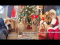 Are My Dogs On The Nice Or naughty List