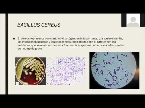 Video: Bacillus cereus ha la capsula?