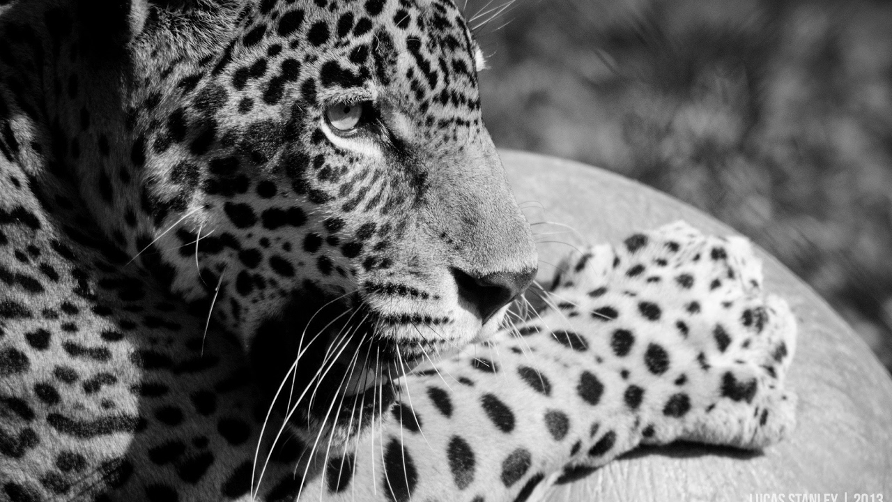 Прямая трансляция пользователя Cepblu JleO