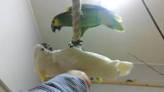 Papugarnia bitwa ptaków screenshot 1