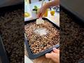 Hice GRANOLA DE QUINOA y encima SIN AZÚCAR, y soy un 30% más feliz, te juro