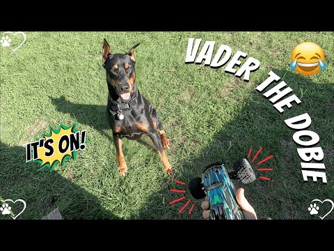 Doberman RC Truck Takedown: Vader’s Victory Hunt! 🐶🚛