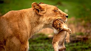 أفضل الآباء والأمهات في عالم الحيوان