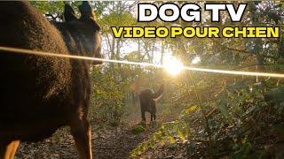 Dog Tv : vidéo pour chien, stimulation pour chien seul