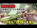 「悪魔の植物」日本発のワースト外来生物“イタドリ”を食べてみた