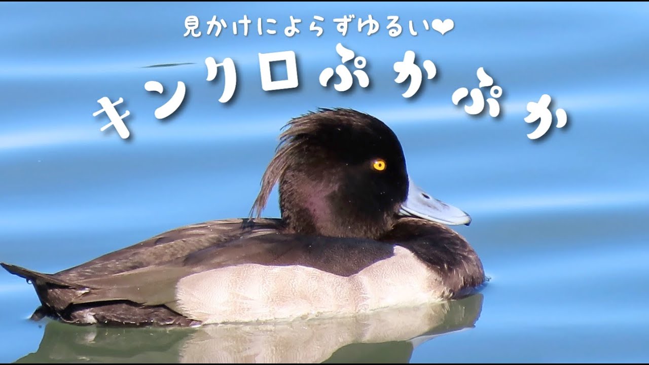 かわいいキンクロハジロのオス Tufted Ducks Youtube