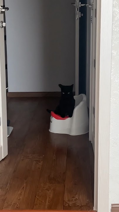 Афина атакует горшок | Афина | котенок | кошка | черная кошка | котэ ...