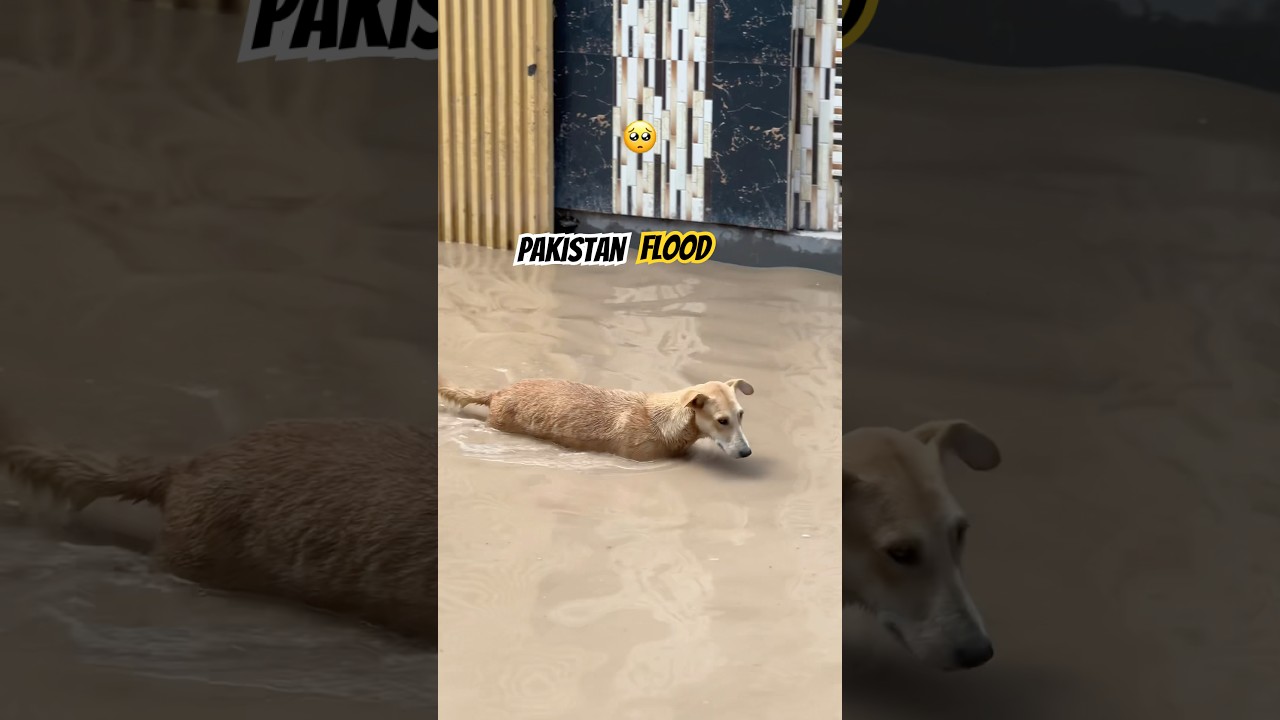 Flood Pakistan Peshawar