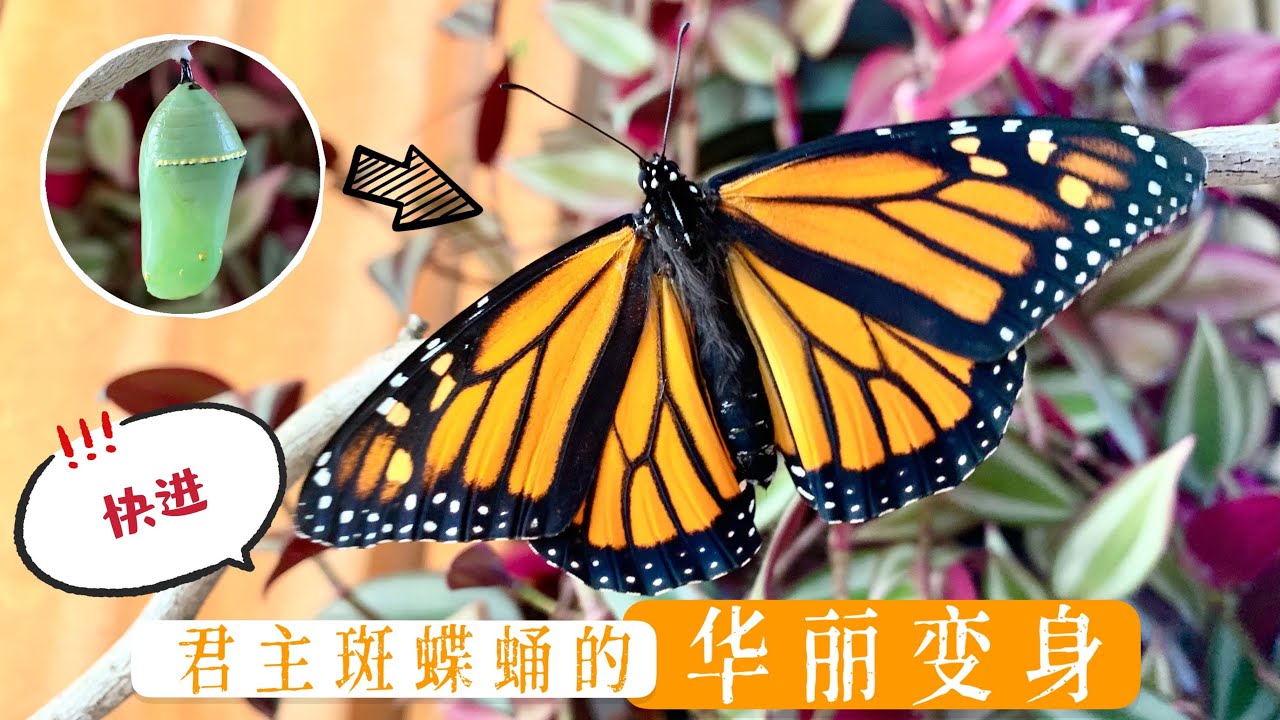 君主斑蝶成长记录 13 君主斑蝶蛹 经过17天孕育 今天华丽变身 快进 无讲解版 Monarch Butterfly Emerges From Its Chrysalis Time Lapse Youtube