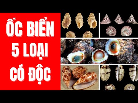 Video: Ốc nước ngọt: gây nguy hiểm gì?