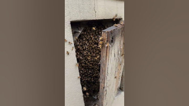 Africanized bees attacked me full force, definitely surprised me #nature #bee #shorts #short