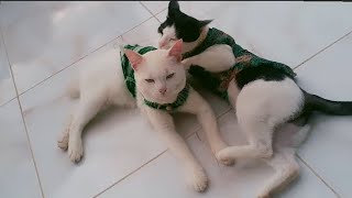 Mother and kitten hugging, induk dan anak kucing lucu