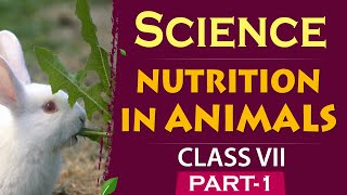 Nutrition in Animals class 7 science |CBSE 7th science |NCERT class 7 Gradebooster 7th science video