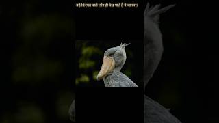 बड़े किस्मत वाले लोग ही देख पाते हैं ये जानवर।Unique Animals ||  #shorts