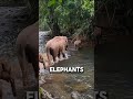 Elephants Can Hear With Their Feet #funfact #shorts #information