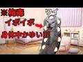 【超危険】絶対ヤってはいけない…梅毒になったらどうなるのか #猫マニ #猫ミーム