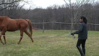 Eze Lunge Whip From Profit From Ideas, Llc