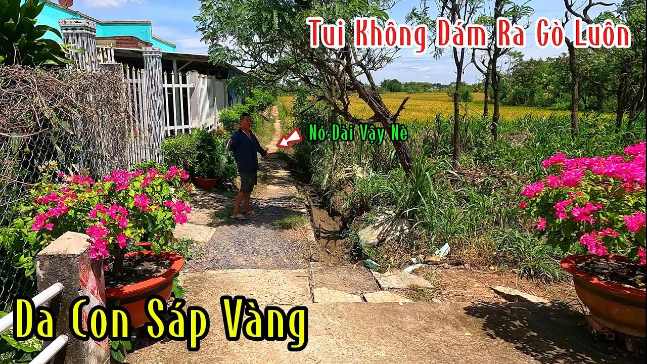 Từ Khi Thấy Da Rắn Hổ Sáp Vàng Là Chú Không Dám Ra Vườn Luôn | Mười Thương Săn Bắt