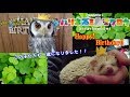 【フクロウ&ハリネズミ】~ホロとシロの誕生日!!~HappyBirthday hedgehog&Owl