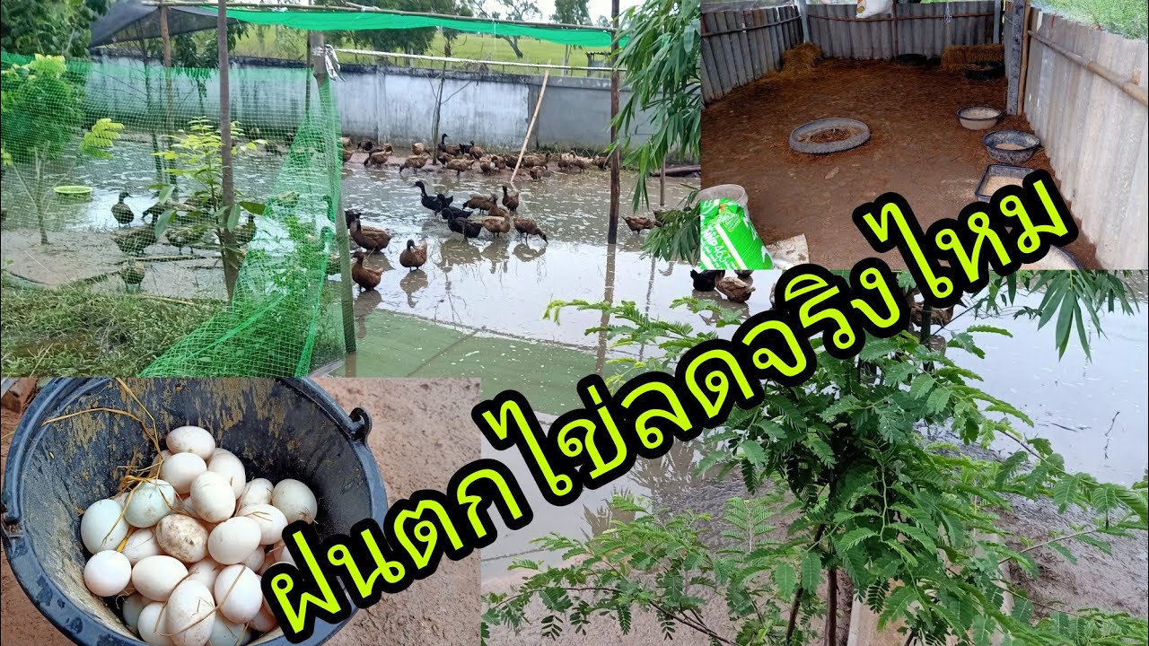 มาดูกันคับเลี้ยงเป็ดหน้าฝนไข่ลดจริงไหม.เป็ดไข่