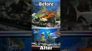 client aquarium cleaning part -2 #shorts #shortvideo #ytshorts
