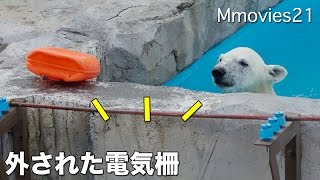 Electric fence  removed,Polar Bears 外された電気柵 ホッキョクグマ舎