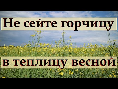 216_Не сейте ГОРЧИЦУ в теплицу весной.