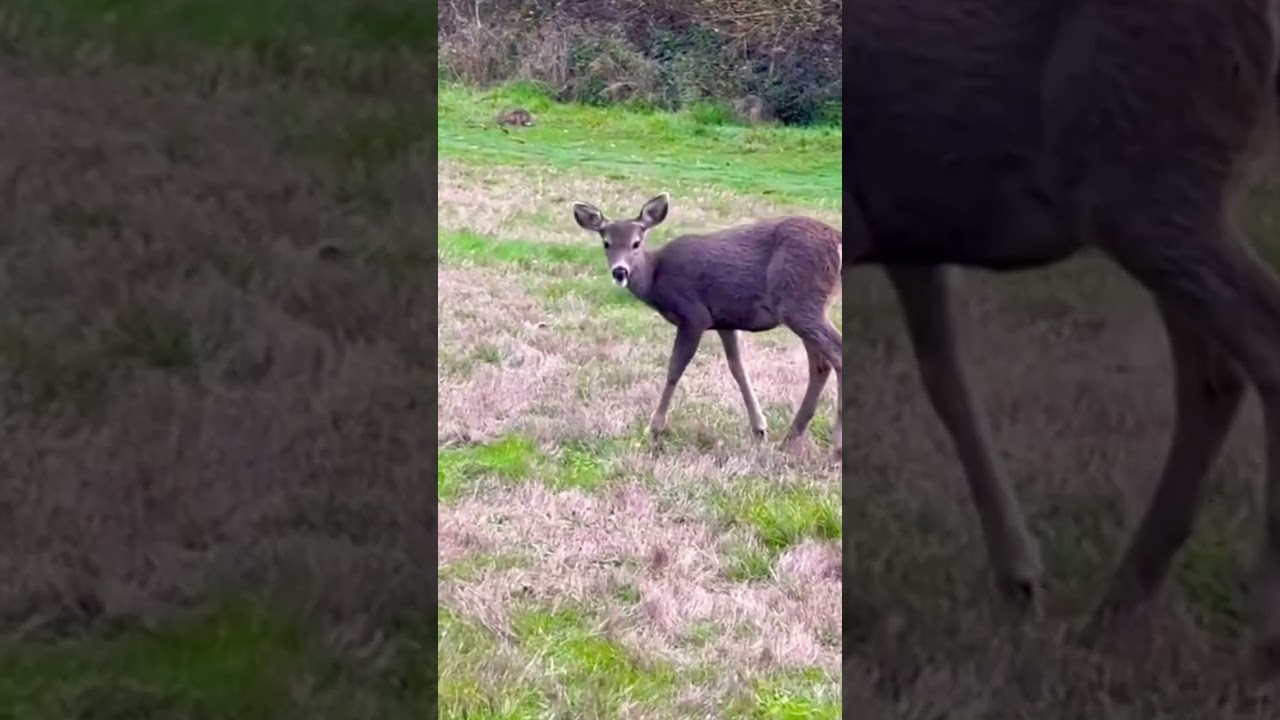 Deer Up Close! 