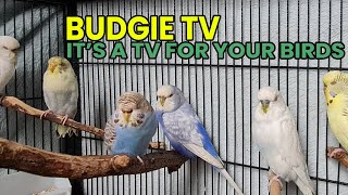 Budgie TV - Australian Budgie Sounds for Lonely Birds by Pet TV Australia 487 views 1 year ago 8 minutes, 20 seconds