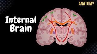 Internal Cerebrum (Association, Commissural, Projection Fibers, Basal Ganglion)