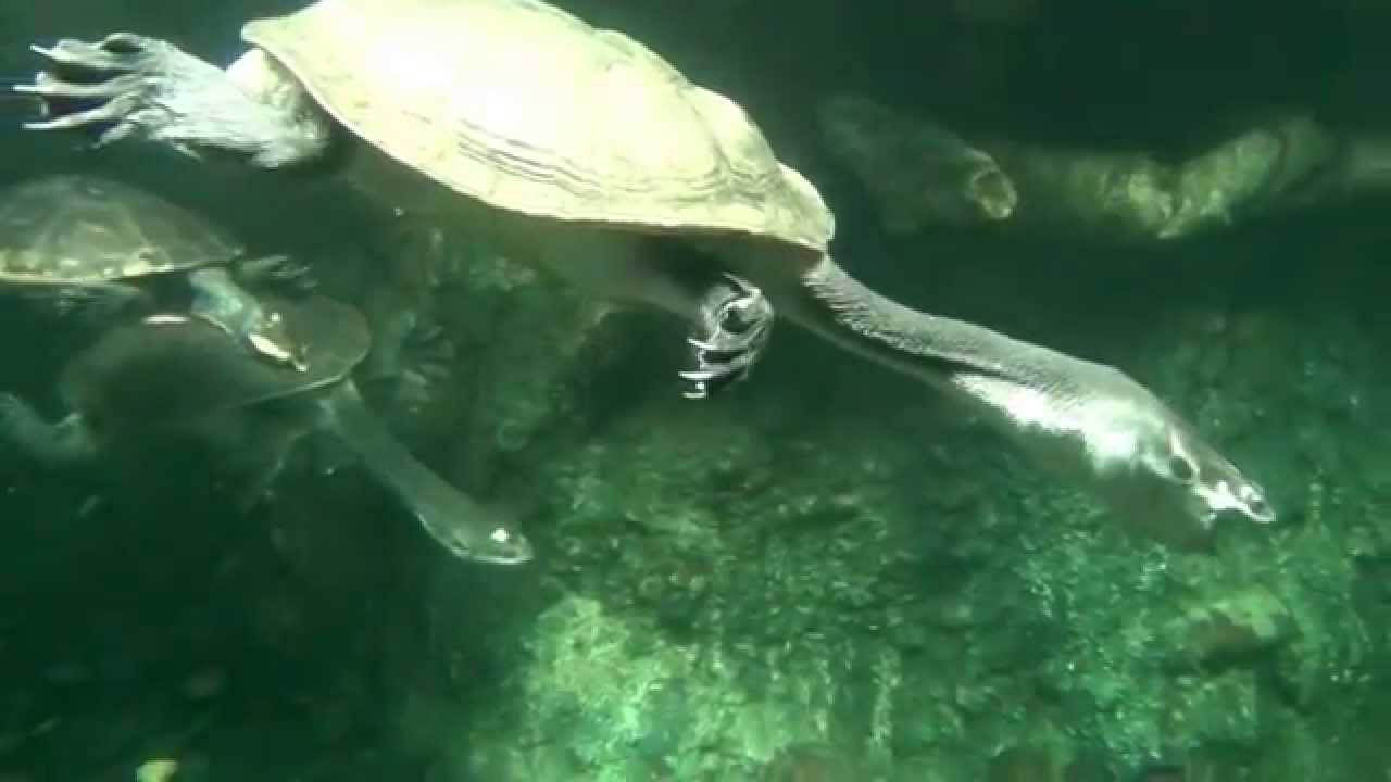 lambert glacier Snake-Neck Turtles