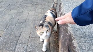 野良三毛猫を手招きしたら寄ってきた。