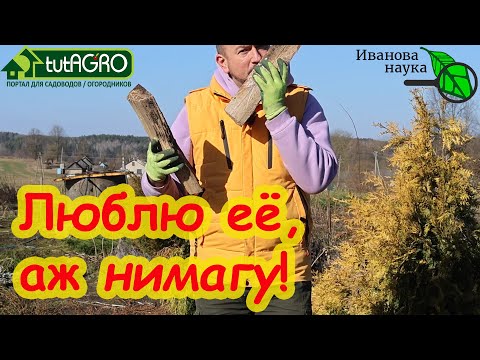 БЕСПЛАТНАЯ ТРИХОДЕРМА - даже В ЛЕС ХОДИТЬ не надо! Всё есть прямо на вашем участке. Когда её вносить