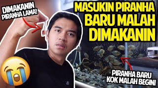 MASUKIN PIRANHA BARU KE AQUARIUM MALAH DIMAKANIN PIRANHA LAMA! PIRANHA BARUNYA KOK MALAH GINI!