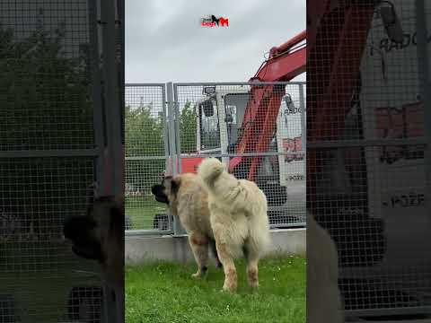 100% Reliable Guards 👌#dog #animals #dogs #caucasianshepherd #talent #short