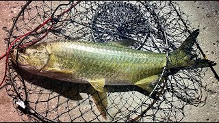 Skyway Fishing Pier State Park - Tarpon
