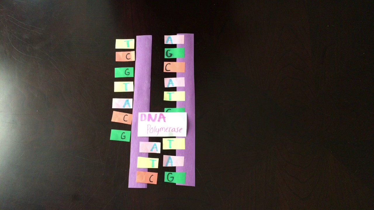 Biology Stop Motion Project - YouTube