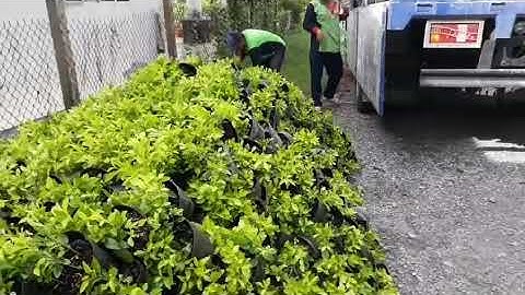 CUNG CẤP CÂY CHUỔI NGỌC VÀNG CÔNG TRÌNH 💥💥💥0918708965