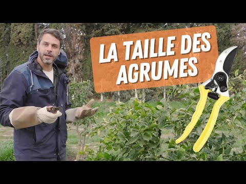 Vidéo: Tailler un faux orange - Comment et quand dois-je tailler un faux orange